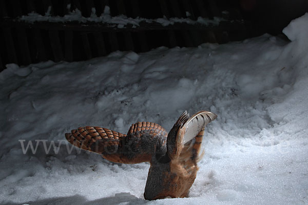 Schleiereule (Tyto alba)