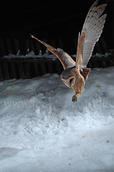 Schleiereule (Tyto alba)