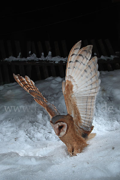 Schleiereule (Tyto alba)