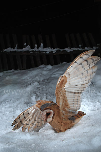 Schleiereule (Tyto alba)