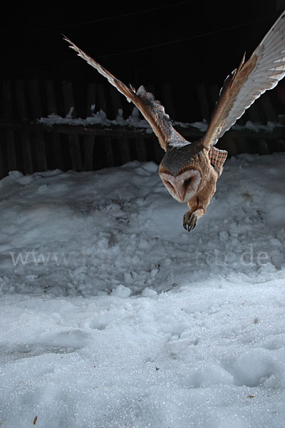 Schleiereule (Tyto alba)