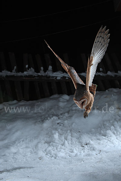 Schleiereule (Tyto alba)