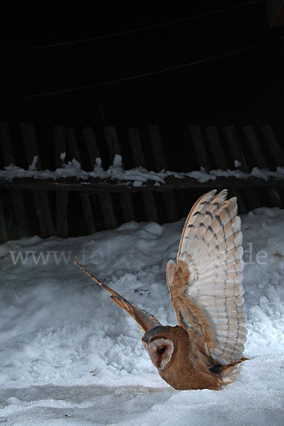 Schleiereule (Tyto alba)