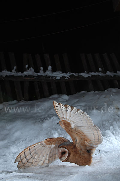 Schleiereule (Tyto alba)