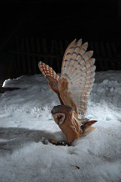 Schleiereule (Tyto alba)