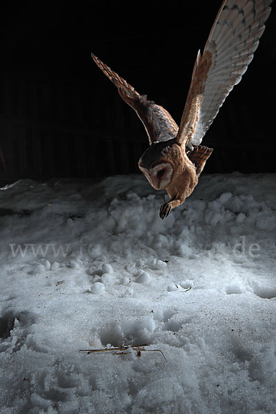 Schleiereule (Tyto alba)