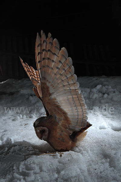 Schleiereule (Tyto alba)