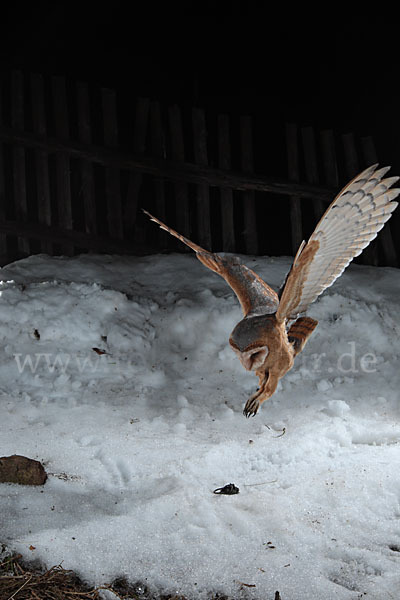 Schleiereule (Tyto alba)