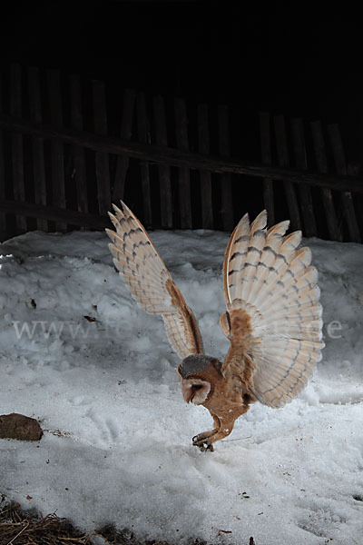 Schleiereule (Tyto alba)