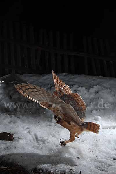 Schleiereule (Tyto alba)