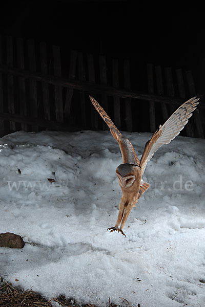 Schleiereule (Tyto alba)