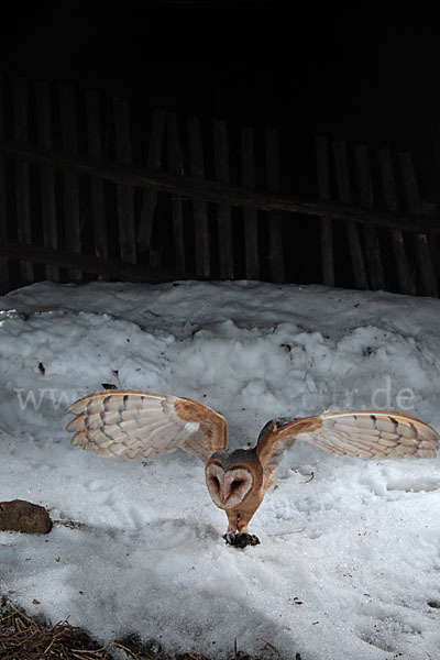 Schleiereule (Tyto alba)