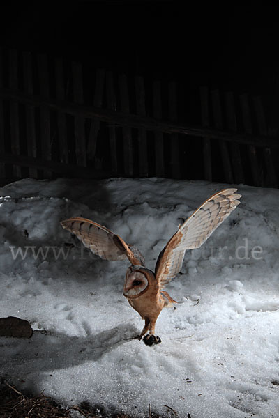 Schleiereule (Tyto alba)