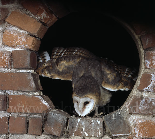 Schleiereule (Tyto alba)