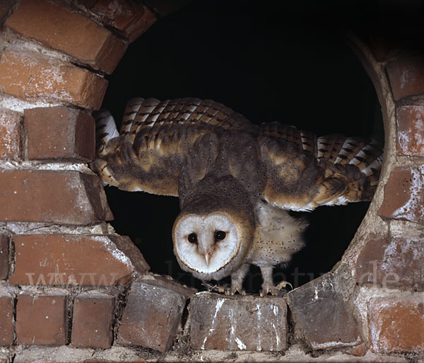 Schleiereule (Tyto alba)