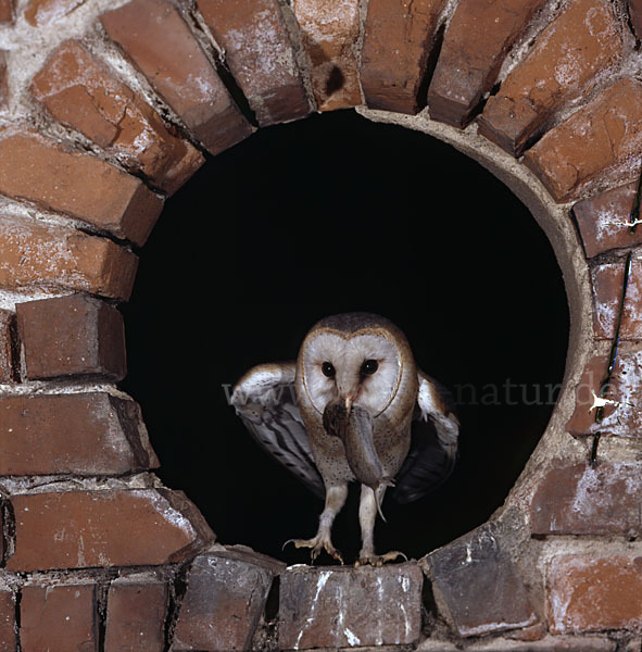 Schleiereule (Tyto alba)