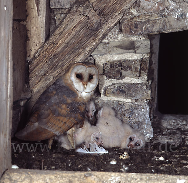 Schleiereule (Tyto alba)