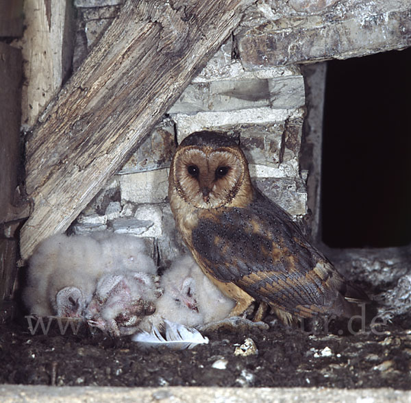 Schleiereule (Tyto alba)