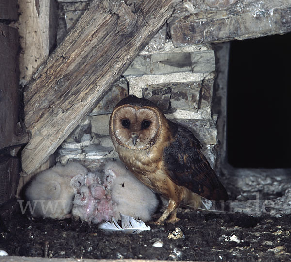 Schleiereule (Tyto alba)