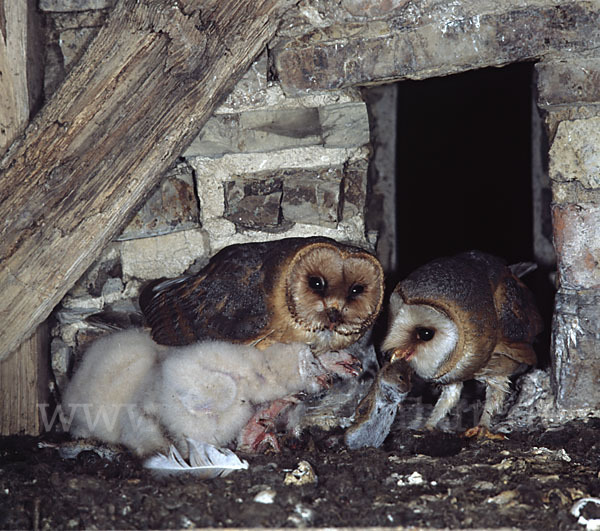 Schleiereule (Tyto alba)