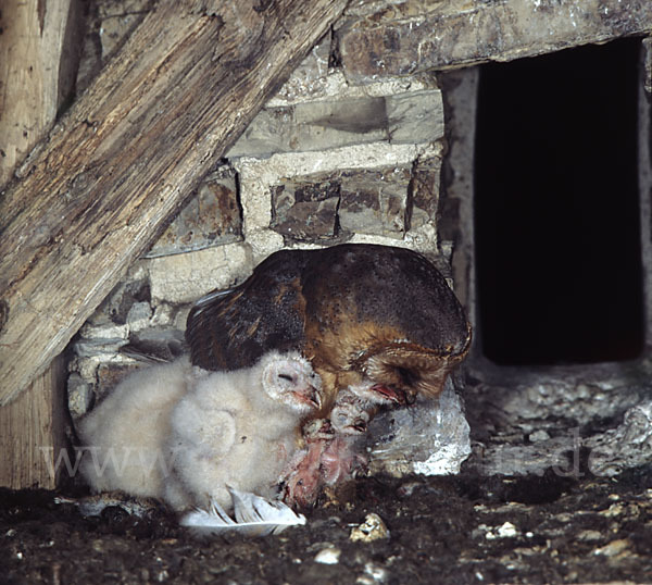 Schleiereule (Tyto alba)