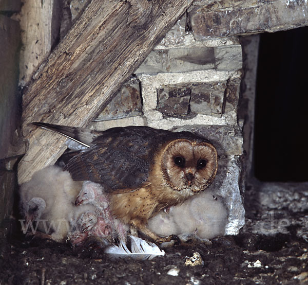 Schleiereule (Tyto alba)