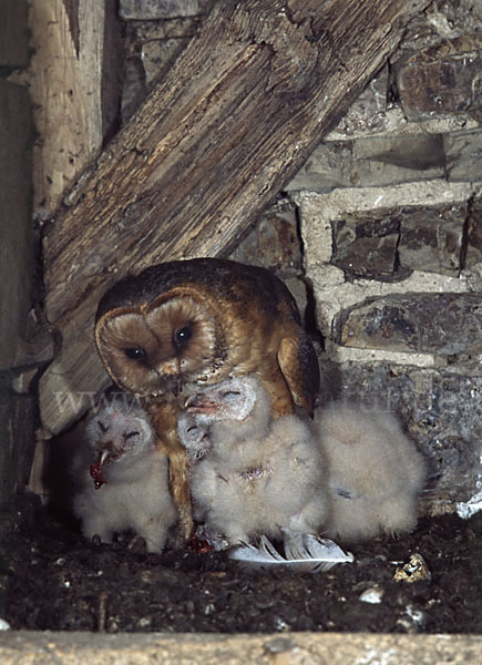 Schleiereule (Tyto alba)