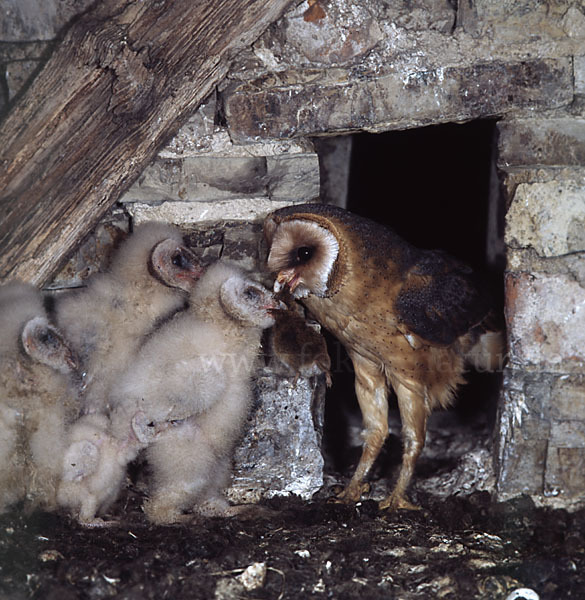 Schleiereule (Tyto alba)