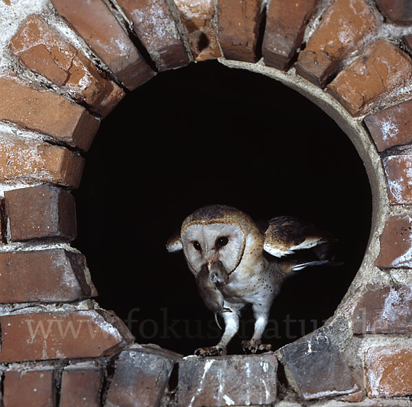 Schleiereule (Tyto alba)