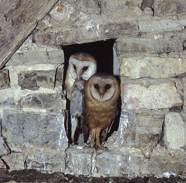 Schleiereule (Tyto alba)