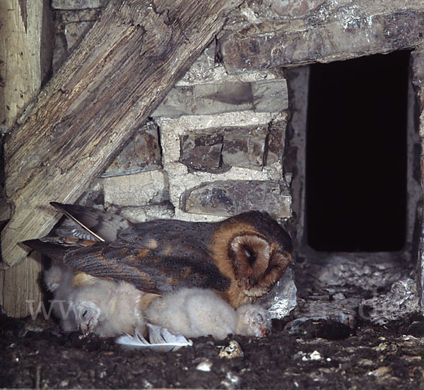 Schleiereule (Tyto alba)