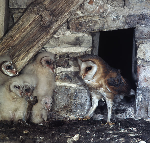 Schleiereule (Tyto alba)