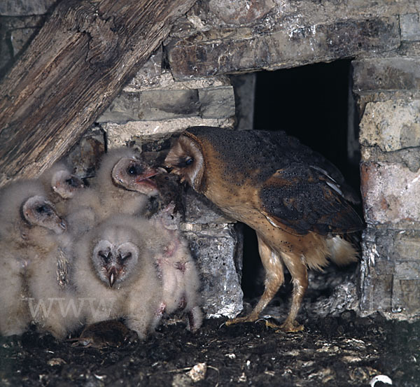 Schleiereule (Tyto alba)