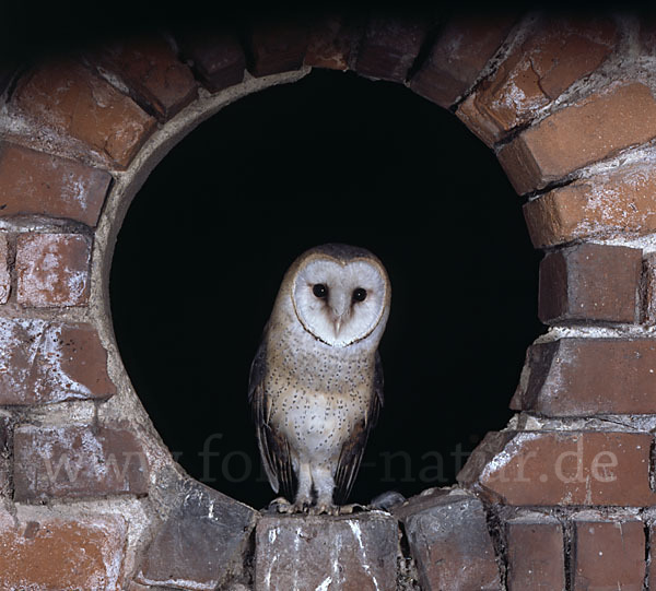 Schleiereule (Tyto alba)