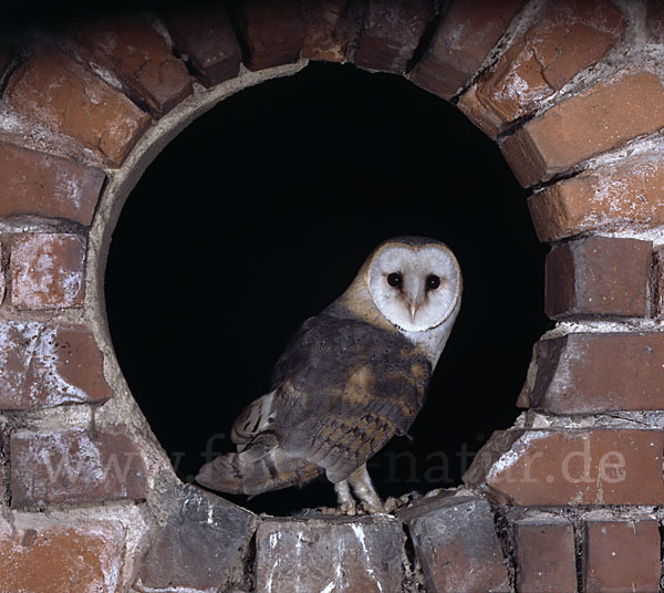 Schleiereule (Tyto alba)