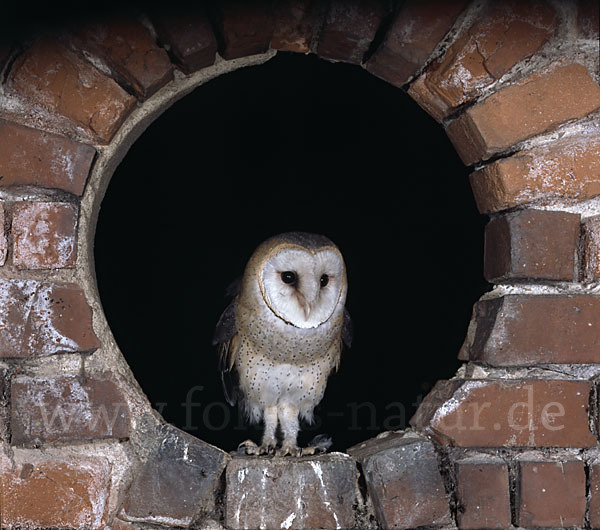 Schleiereule (Tyto alba)