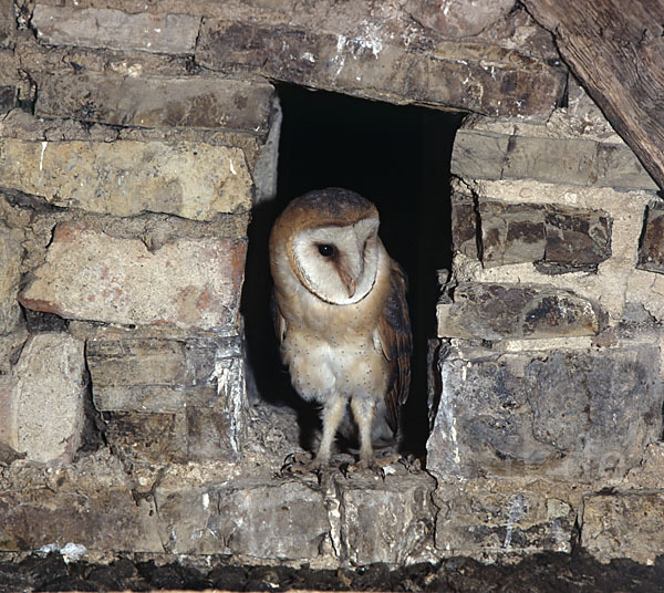 Schleiereule (Tyto alba)