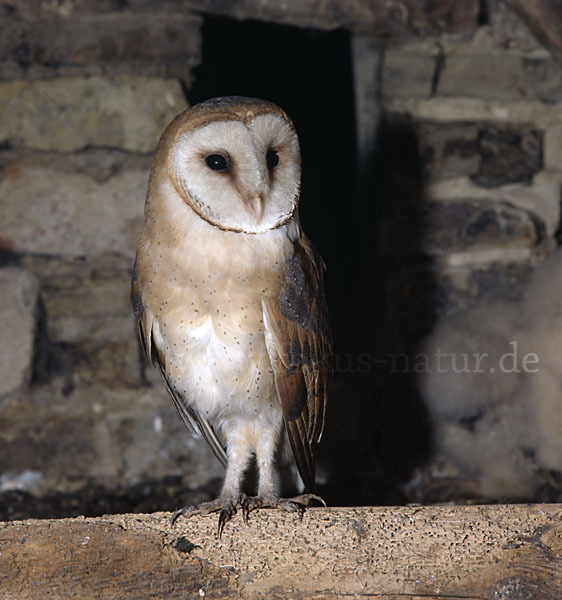 Schleiereule (Tyto alba)