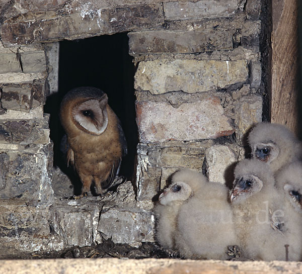 Schleiereule (Tyto alba)