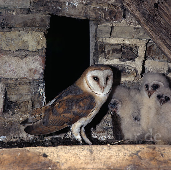 Schleiereule (Tyto alba)