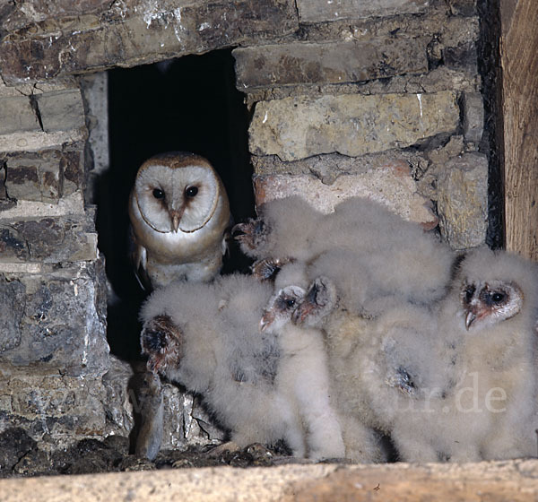 Schleiereule (Tyto alba)