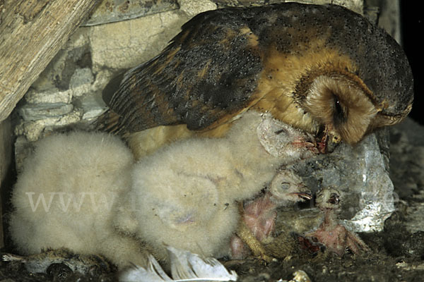 Schleiereule (Tyto alba)