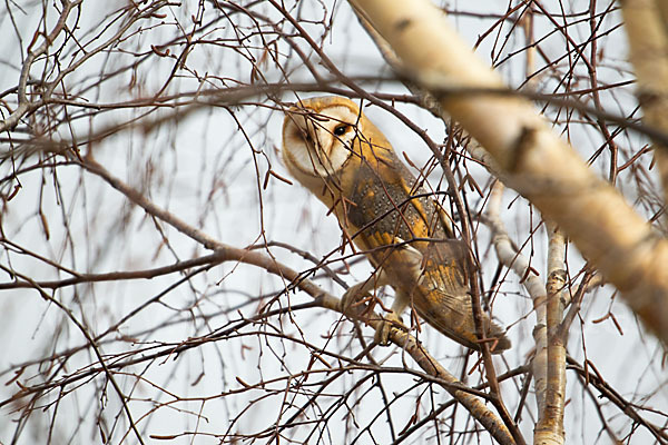 Schleiereule (Tyto alba)