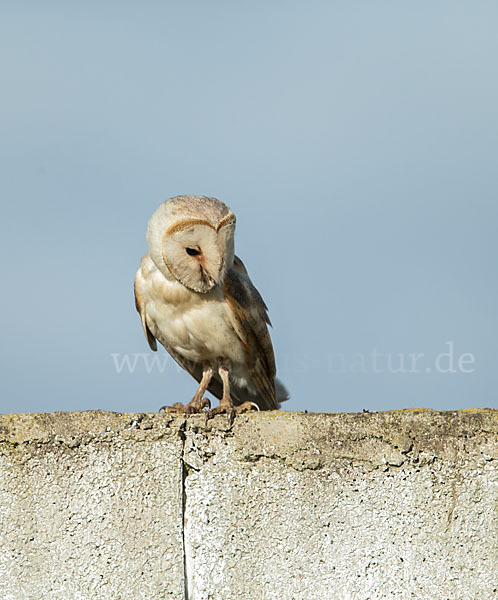 Schleiereule (Tyto alba)