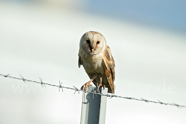 Schleiereule (Tyto alba)