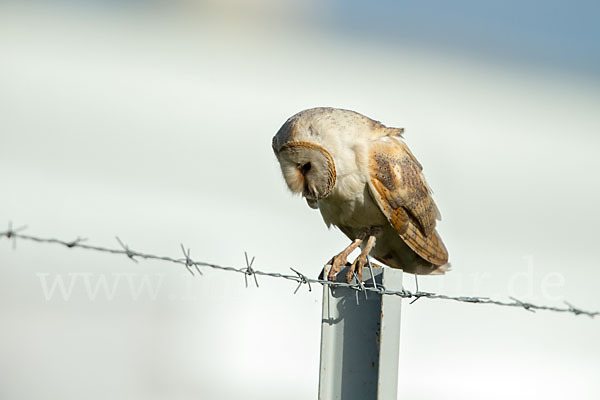 Schleiereule (Tyto alba)