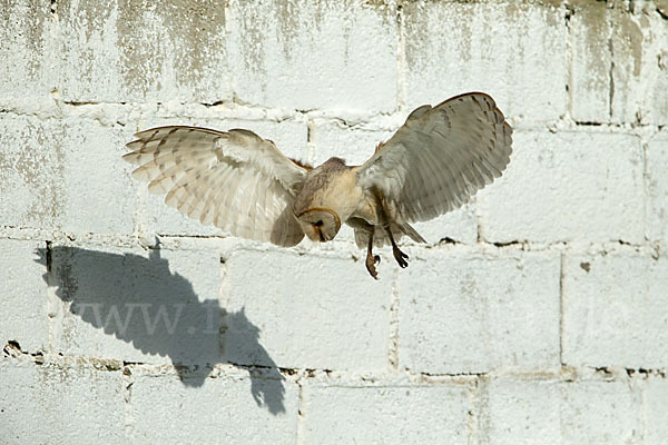 Schleiereule (Tyto alba)