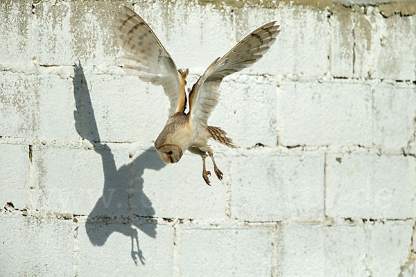 Schleiereule (Tyto alba)