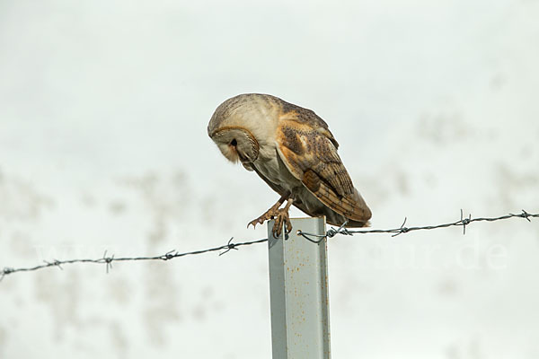 Schleiereule (Tyto alba)