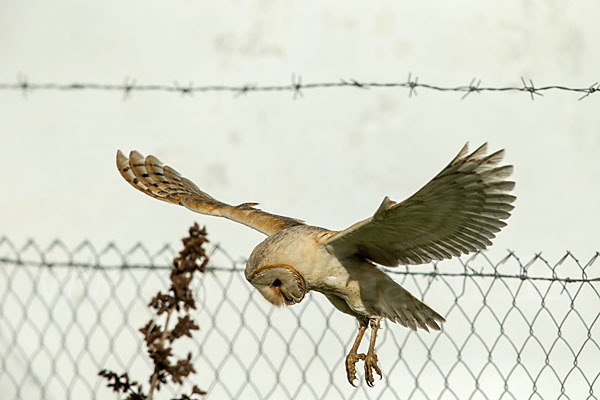 Schleiereule (Tyto alba)